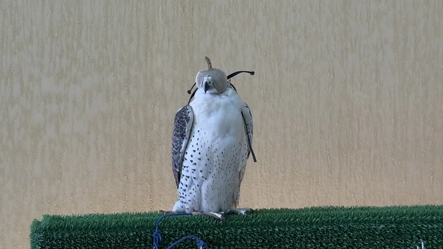 Falcon shows and competitions, wide participation from falconers, King Abdulaziz Festival for Falcons – Riyadh, Kingdom of Saudi Arabia on January 4, 2026, a national heritage event that reflects the culture of Saudi falconry, a heritage atmosphere that combines authenticity and identity, one of the most prominent cultural festivals in the Kingdom.