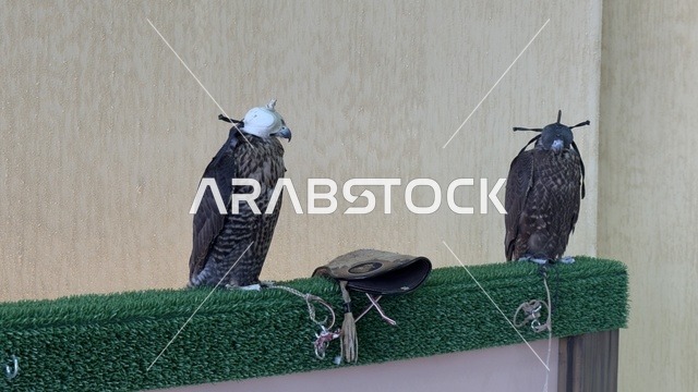 عروض ومنافسات للصقور، مشاركة واسعة من الصقارين ، مهرجان الملك عبدالعزيز للصقور – الرياض، المملكة العربية السعودية يوم 4 من يناير 2026 ، فعالية تراثية وطنية تعكس ثقافة الصقارة السعودية،  أجواء تراثية تجمع الأصالة والهوية، أحد أبرز المهرجانات الثقافية في المملكة