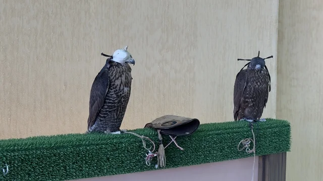 Falcon shows and competitions, wide participation from falconers, King Abdulaziz Festival for Falcons – Riyadh, Kingdom of Saudi Arabia on January 4, 2026, a national heritage event that reflects the culture of Saudi falconry, a heritage atmosphere that combines authenticity and identity, one of the most prominent cultural festivals in the Kingdom.