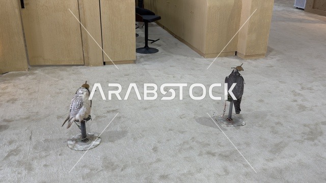 عروض ومنافسات للصقور، مشاركة واسعة من الصقارين ، مهرجان الملك عبدالعزيز للصقور – الرياض، المملكة العربية السعودية يوم 4 من يناير 2026 ، فعالية تراثية وطنية تعكس ثقافة الصقارة السعودية،  أجواء تراثية تجمع الأصالة والهوية، أحد أبرز المهرجانات الثقافية في المملكة