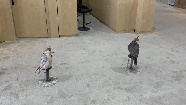 Falcon shows and competitions, wide participation from falconers, King Abdulaziz Festival for Falcons – Riyadh, Kingdom of Saudi Arabia on January 4, 2026, a national heritage event that reflects the culture of Saudi falconry, a heritage atmosphere that combines authenticity and identity, one of the most prominent cultural festivals in the Kingdom.