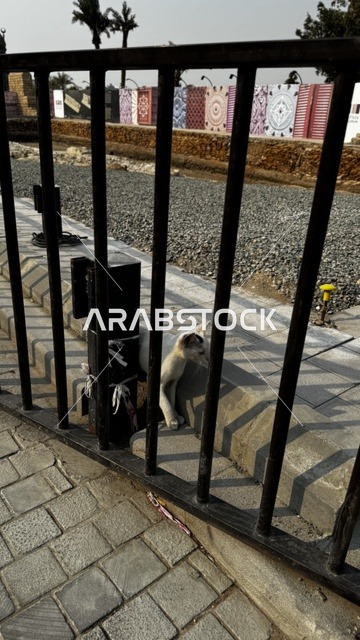 جدران مزخرفة وملونة بأشكال هندسية، الفنون المعمارية في المدينة التاريخية في جدة، تصوير درون للحارات والتصاميم الشعبية، الأماكن السياحية في المملكة العربية السعودية، المباني الأثرية القديمة، مشاريع إعادة إحياء المنطقة