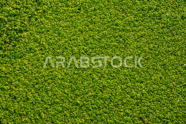 Image of duckweed floating on water in Saudi Arabia, green floral frame blooming in water, plant leaves floating on the surface of water pond, green nature background, green water flowers