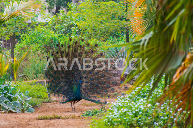 الطاووس الراقص في جدة بالسعودية ، صورة جمالية لطائر الطاووس في محمية طبيعية بالسعودية ، جمال المناظر الطبيعية في المملكة العربية السعودية ، طائر الطاووس الجميل ، طائر الطاووس ينشر ريشه الرائع والجذاب