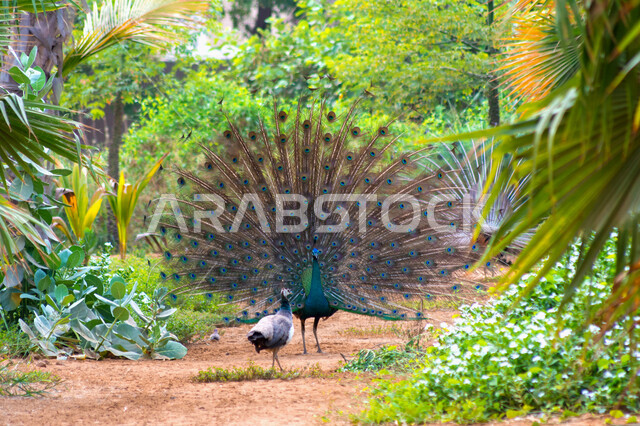 الطاووس الراقص في جدة بالسعودية ، صورة جمالية لطائر الطاووس في محمية طبيعية بالسعودية ، جمال المناظر الطبيعية في المملكة العربية السعودية ، طائر الطاووس الجميل ، طائر الطاووس ينشر ريشه الرائع والجذاب