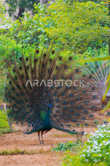 The dancing peacock in Jeddah, Saudi Arabia, an aesthetic image of the peacock bird in a nature reserve in Saudi Arabia, the beauty of the landscape in the Kingdom of Saudi Arabia, the beautiful peacock bird, the peacock spreading its wonderful and attrac