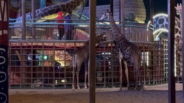The Animal Forest in Boulevard Riyadh, in the north of Riyadh, Saudi Arabia, is a family entertainment venue, a massive entertainment destination, an experience that combines shopping, entertainment, and global and local cuisines, from October 11, 2025, to May 2, 2026.