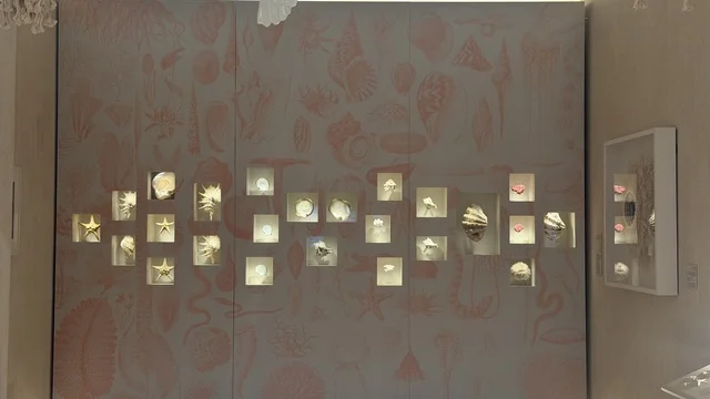 صدف البحر في متحف البحر الأحمر في جدة في مبنى باب البنط التاريخي بجدة التاريخية 17  يناير 2026 ، معلم ثقافي حديث ، استكشاف تاريخ المنطقة، عرض مقتنيات نادرة تحكي قصة البحر الأحمر التاريخية