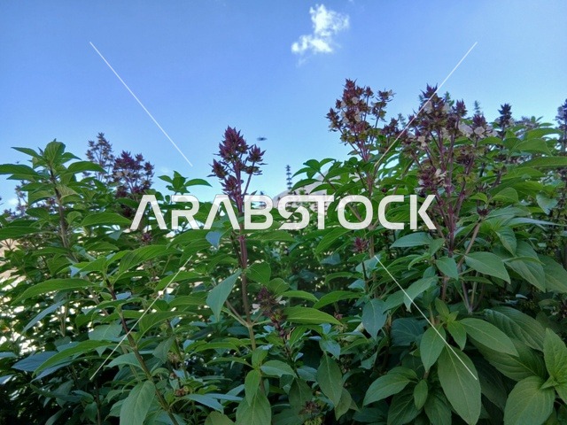 الأشجار والنباتات الخضراء المحيطة بالقرية على المرتفعات والقمم الجبلية،  منطقة الباحة في قرية ذي العين الأثرية جنوب المملكة العربية السعودية، المعالم السياحية التاريخية المشهورة