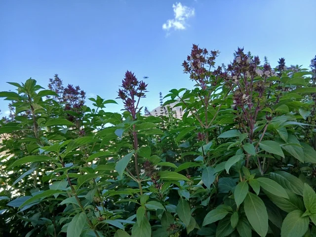 الأشجار والنباتات الخضراء المحيطة بالقرية على المرتفعات والقمم الجبلية،  منطقة الباحة في قرية ذي العين الأثرية جنوب المملكة العربية السعودية، المعالم السياحية التاريخية المشهورة