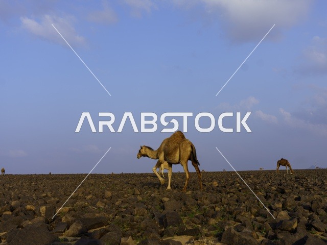 تربية الإبل والجمال فى جدة ، فعاليات وأنشطة ترفيهيه في المملكة العربية السعودية ،الطبيعة الصحراوية ، الجمال في محمية برية ، قطيع من الجمال بالصحراء في وضع النهار