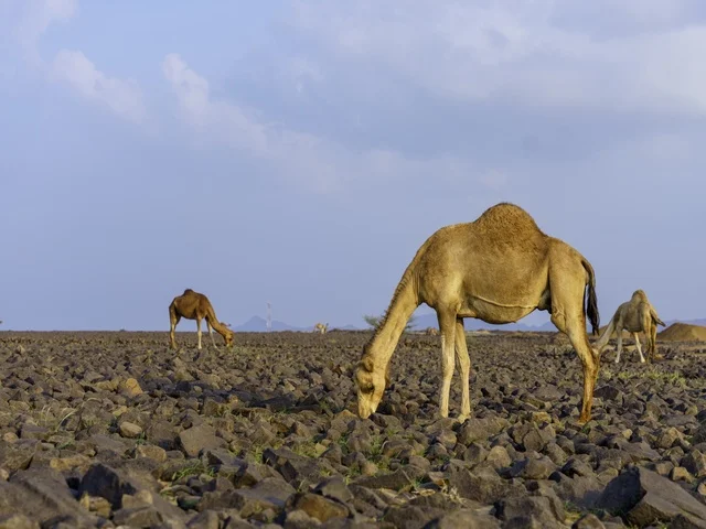 تربية الإبل والجمال فى جدة ، فعاليات وأنشطة ترفيهيه في المملكة العربية السعودية ،الطبيعة الصحراوية ، الجمال في محمية برية ، قطيع من الجمال بالصحراء في وضع النهار