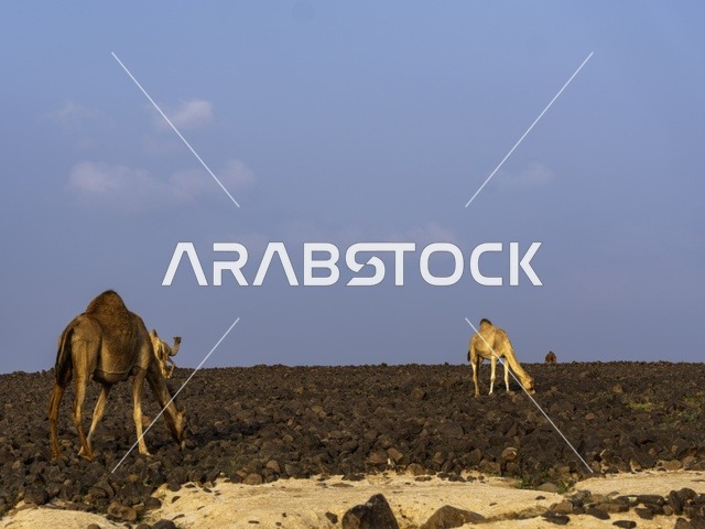 تربية الإبل والجمال فى جدة ، فعاليات وأنشطة ترفيهيه في المملكة العربية السعودية ،الطبيعة الصحراوية ، الجمال في محمية برية ، قطيع من الجمال بالصحراء في وضع النهار