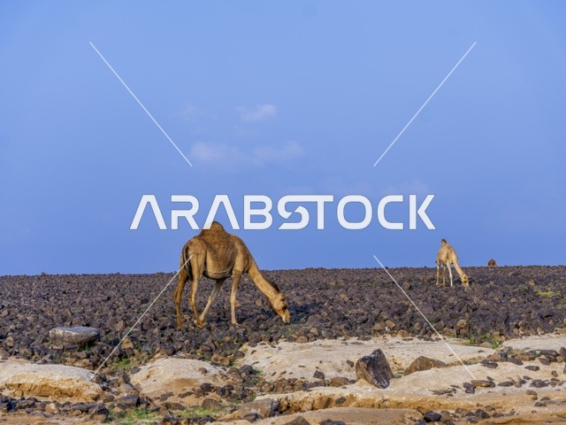 تربية الإبل والجمال فى جدة ، فعاليات وأنشطة ترفيهيه في المملكة العربية السعودية ،الطبيعة الصحراوية ، الجمال في محمية برية ، قطيع من الجمال بالصحراء في وضع النهار