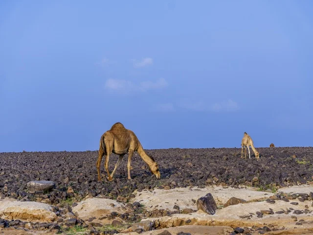 Camel and beauty breeding in Jeddah, recreational activities and events in the Kingdom of Saudi Arabia, desert nature, camels in a wildlife reserve, a herd of camels in the desert during the day.