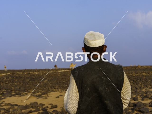 تربية الإبل والجمال فى جدة ، فعاليات وأنشطة ترفيهيه في المملكة العربية السعودية ،الطبيعة الصحراوية ، الجمال في محمية برية ، قطيع من الجمال بالصحراء في وضع النهار