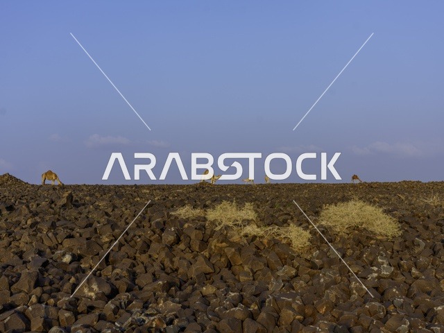 تربية الإبل والجمال فى جدة ، فعاليات وأنشطة ترفيهيه في المملكة العربية السعودية ،الطبيعة الصحراوية ، الجمال في محمية برية ، قطيع من الجمال بالصحراء في وضع النهار