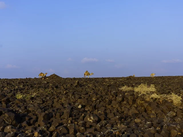 تربية الإبل والجمال فى جدة ، فعاليات وأنشطة ترفيهيه في المملكة العربية السعودية ،الطبيعة الصحراوية ، الجمال في محمية برية ، قطيع من الجمال بالصحراء في وضع النهار