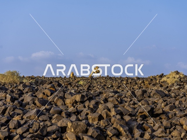 تربية الإبل والجمال فى جدة ، فعاليات وأنشطة ترفيهيه في المملكة العربية السعودية ،الطبيعة الصحراوية ، الجمال في محمية برية ، قطيع من الجمال بالصحراء في وضع النهار