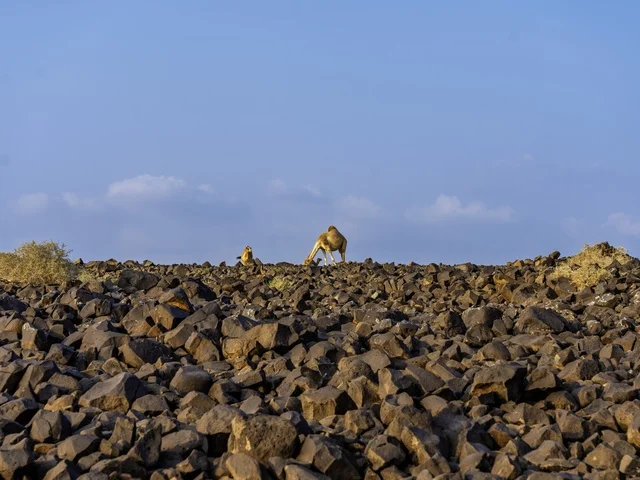 تربية الإبل والجمال فى جدة ، فعاليات وأنشطة ترفيهيه في المملكة العربية السعودية ،الطبيعة الصحراوية ، الجمال في محمية برية ، قطيع من الجمال بالصحراء في وضع النهار