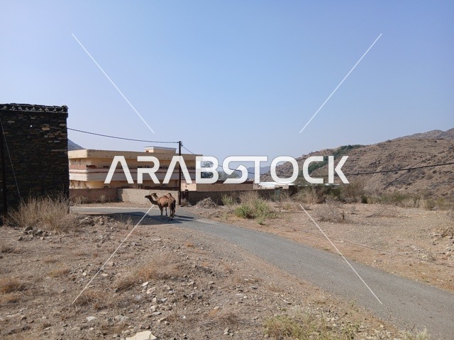 جملين في المناطق الصحراوية بالمملكة العربية السعودية، الجمال والإبل في منطقة الباحة في قرية ذي العين الأثرية جنوب المملكة العربية السعودية