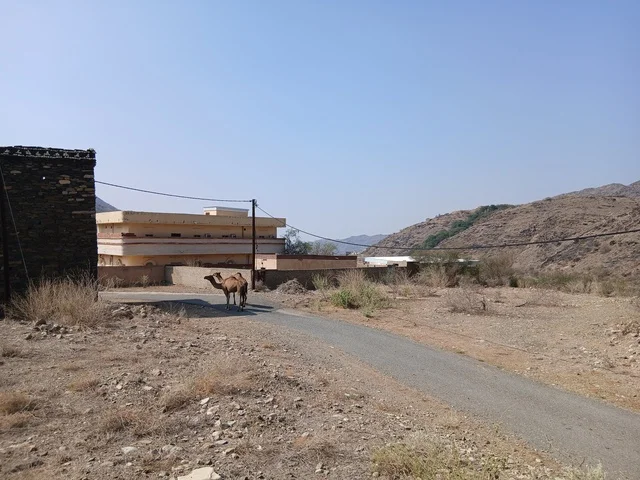 Two camels in the desert areas of the Kingdom of Saudi Arabia, the camels in the Al-Baha region in the archaeological village of Dhai Ain in the south of the Kingdom of Saudi Arabia.