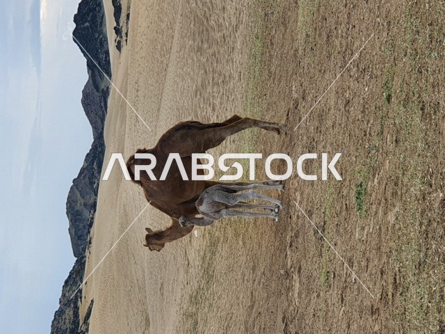 جمل في المناطق الصحراوية بالمملكة العربية السعودية، تربية الجمال والإبل ، الطبيعة الصحراوية في جدة