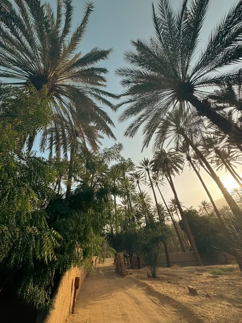 المزارع والواحات الخصبة في البلدة القديمة بالعلا، منتجات وطنية محلية، المناظر الطبيعية المتميزة في المملكة العربية السعودية، محمية طبيعية لزراعة الاشجار