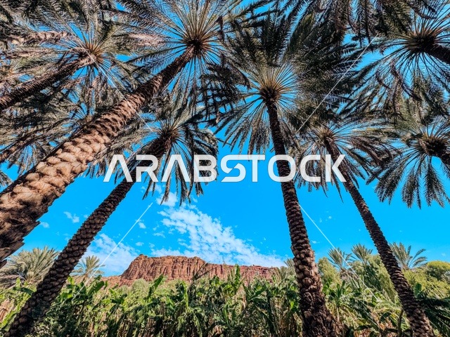 المناظر الطبيعية المتميزة في المملكة العربية السعودية، محمية طبيعية لزراعة الاشجار، المزارع والواحات الخصبة في البلدة القديمة بالعلا، منتجات وطنية محلية