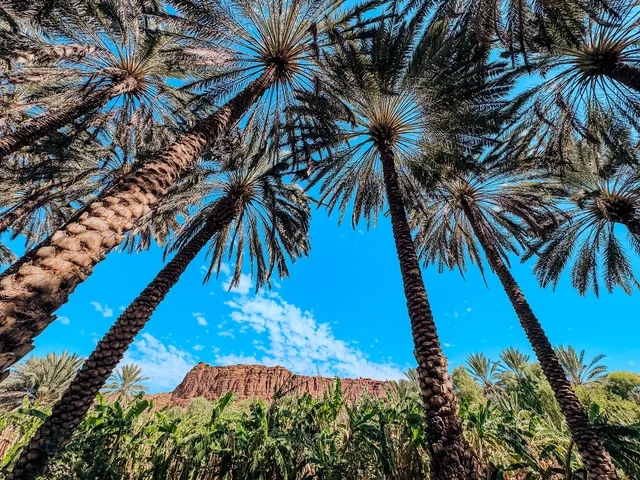 المناظر الطبيعية المتميزة في المملكة العربية السعودية، محمية طبيعية لزراعة الاشجار، المزارع والواحات الخصبة في البلدة القديمة بالعلا، منتجات وطنية محلية