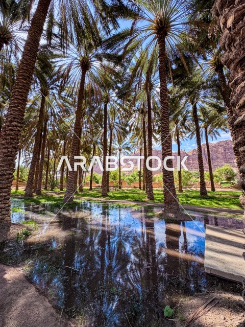 المناظر الطبيعية المتميزة في المملكة العربية السعودية، محمية طبيعية لزراعة الاشجار، المزارع والواحات الخصبة في البلدة القديمة بالعلا، منتجات وطنية محلية
