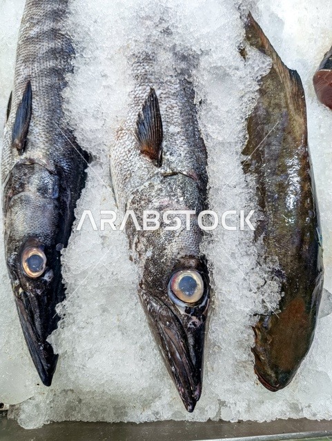 منطقة طبيعية مشهورة لجذب واستقطاب السائحين من أنحاء العالم، قضاء وقت ممتع في المدن الساحلية، اسماك بحر منطقة جازان جنوب غرب المملكة العربية السعودية