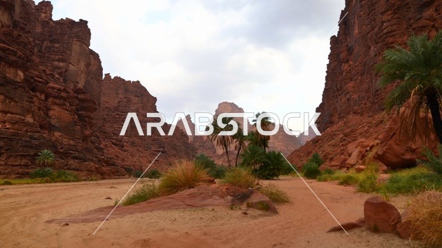 سكينة الوادي في منطقة تبوك، نخيل باسق يزين ممر الأخدود العظيم، طبيعة  التضاريس الصحراوية، تباين الخضرة مع الصخور، أجواء هادئة تجسد  الطبيعة في شمال غرب المملكة العربية السعودية.