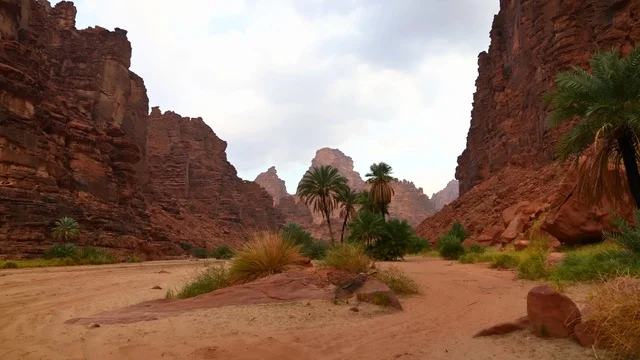 The tranquility of the valley in the Tabuk region, tall palm trees adorn the passage of the Great Rift, the nature of the desert terrain, the contrast of greenery with rocks, and a calm atmosphere embody the nature in the northwest of the Kingdom of Saudi Arabia.