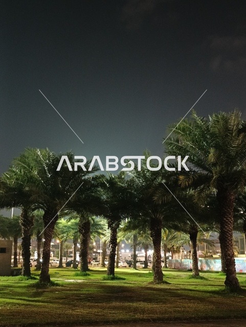 منطقة طبيعية مشهورة لجذب واستقطاب السائحين من أنحاء العالم، قضاء وقت ممتع في المدن الساحلية،النخيل على شاطئ  بحر منطقة جازان جنوب غرب المملكة العربية السعودية