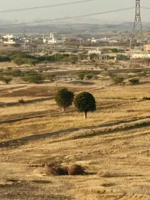 شجرتين نخيل في أرياف محافظة العيدابي،  الطبيعة الجبلية مع المساحات الخضراء الشاسعة ،المنازل الحجرية العتيقة التي تعانق الضباب، الحياة الريفية الهادئة،  التنوع البيئي في منطقة جازان جنوب المملكة العربية السعودية