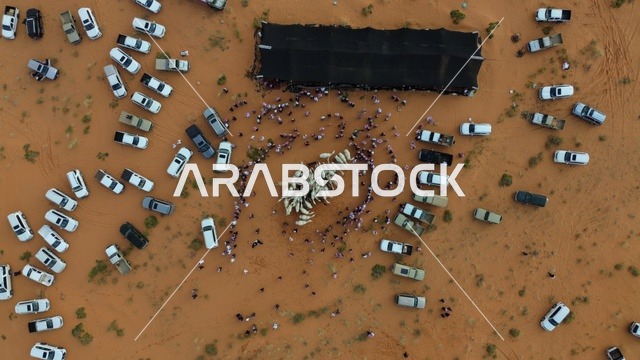 رعاية وتربية الابل في الأماكن الطبيعية في السعودية، الجمهور السعودى يشاهد مجموعة من الجمال  في الصحراء، التلال والهضاب من الرمال الناعمة  ، مناطق البادية والبيئة الصحراوية