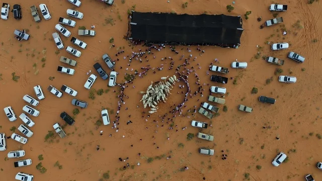 رعاية وتربية الابل في الأماكن الطبيعية في السعودية، الجمهور السعودى يشاهد مجموعة من الجمال  في الصحراء، التلال والهضاب من الرمال الناعمة  ، مناطق البادية والبيئة الصحراوية