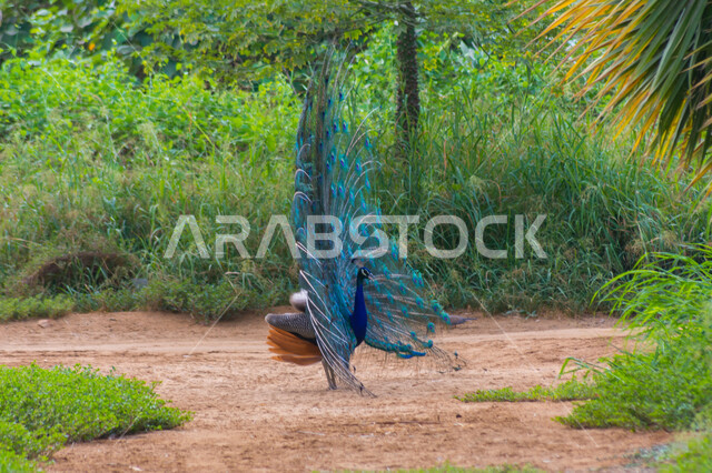 الطاووس الراقص في جدة بالسعودية ، صورة جمالية لطائر الطاووس في محمية طبيعية بالسعودية ، جمال المناظر الطبيعية في المملكة العربية السعودية ، طائر الطاووس الجميل ، طائر الطاووس ينشر ريشه الرائع والجذاب