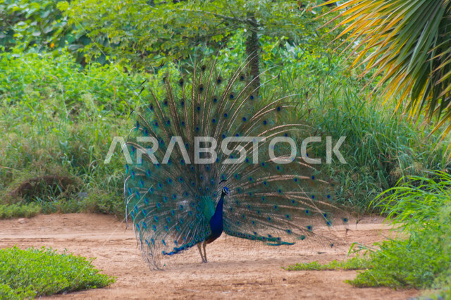 الطاووس الراقص في جدة بالسعودية ، صورة جمالية لطائر الطاووس في محمية طبيعية بالسعودية ، جمال المناظر الطبيعية في المملكة العربية السعودية ، طائر الطاووس الجميل ، طائر الطاووس ينشر ريشه الرائع والجذاب