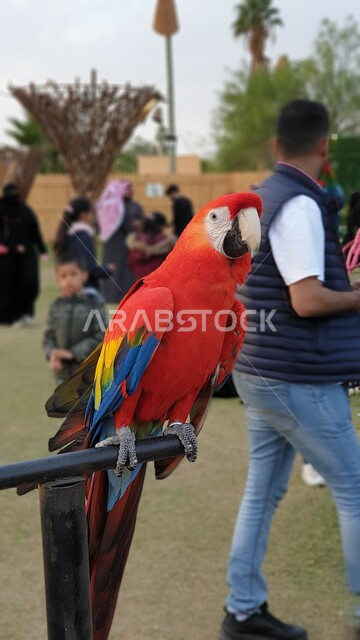صورة لطائر الببغاء الأحمر في إحدى الحدائق بالمملكة العربية السعودية ، طائر الببغاء بألوان مختلفة زاهية ، الطبيعة في السعودية ، أماكن سياحية ترفيهيه ، السياحة في السعودية