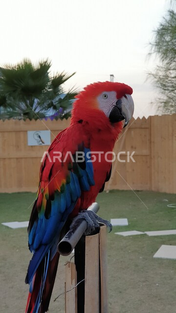 صورة لطائر الببغاء الأحمر في إحدى الحدائق بالمملكة العربية السعودية ، طائر الببغاء بألوان مختلفة زاهية ، الطبيعة في السعودية ، أماكن سياحية ترفيهيه ، السياحة في السعودية