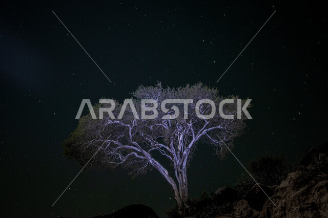 صورة إبداعية للأشجار على جبال الحشر في محافظة الداير في منطقة جازان بالمملكة العربية السعودية ، السياحة في السعودية، المناظر الطبيعية الخلابة بالسعودية ، المرتفعات الجبلية ، جمال الطبيعة في السعودية