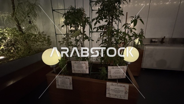 الاشجار والنباتات الخضراء في حي جميل في مدينة جدة، المملكة العربية السعودية، وجهة ثقافية وفنية معاصرة، بيئة حضرية تحتضن الإبداع والفنون الحديثة ، معارض فنية ومساحات إبداعية، فعاليات ثقافية ومجتمعية متنوعة، مقاهي ومناطق تجمع فني