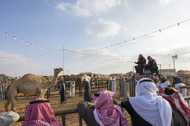 ايماءات الحماس و مشاركة واسعة من ملاك الإبل، مهرجان الملك عبدالعزيز لمزاين الإبل، المملكة العربية السعودية، فعالية تراثية وطنية كبرى، مسابقات وجمال الإبل، عروض ومزادات، أنشطة ثقافية وتراثية، أجواء احتفالية تعكس أصالة الموروث السعودي