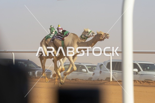 Camel beauty contests, King Abdulaziz Camel Festival, Kingdom of Saudi Arabia, a major national heritage event, wide participation from camel owners, shows and auctions, cultural and heritage activities, festive atmosphere reflecting the authenticity of Saudi heritage.