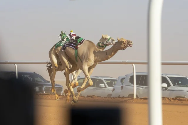 Camel beauty contests, King Abdulaziz Camel Festival, Kingdom of Saudi Arabia, a major national heritage event, wide participation from camel owners, shows and auctions, cultural and heritage activities, festive atmosphere reflecting the authenticity of Saudi heritage.