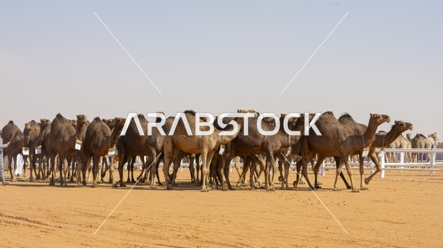مسابقات وجمال الإبل، مهرجان الملك عبدالعزيز لمزاين الإبل، المملكة العربية السعودية، فعالية تراثية وطنية كبرى، مشاركة واسعة من ملاك الإبل، عروض ومزادات، أنشطة ثقافية وتراثية، أجواء احتفالية تعكس أصالة الموروث السعودي