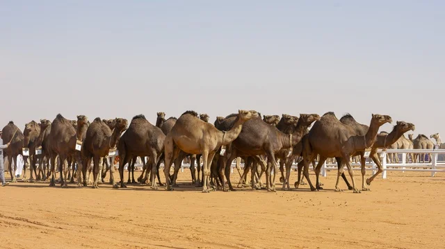 Camel beauty contests, King Abdulaziz Camel Festival, Kingdom of Saudi Arabia, a major national heritage event, wide participation from camel owners, shows and auctions, cultural and heritage activities, festive atmosphere reflecting the authenticity of Saudi heritage.