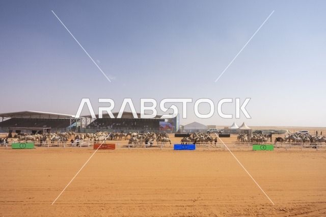 Camel beauty contests, King Abdulaziz Camel Festival, Kingdom of Saudi Arabia, a major national heritage event, wide participation from camel owners, shows and auctions, cultural and heritage activities, festive atmosphere reflecting the authenticity of Saudi heritage.